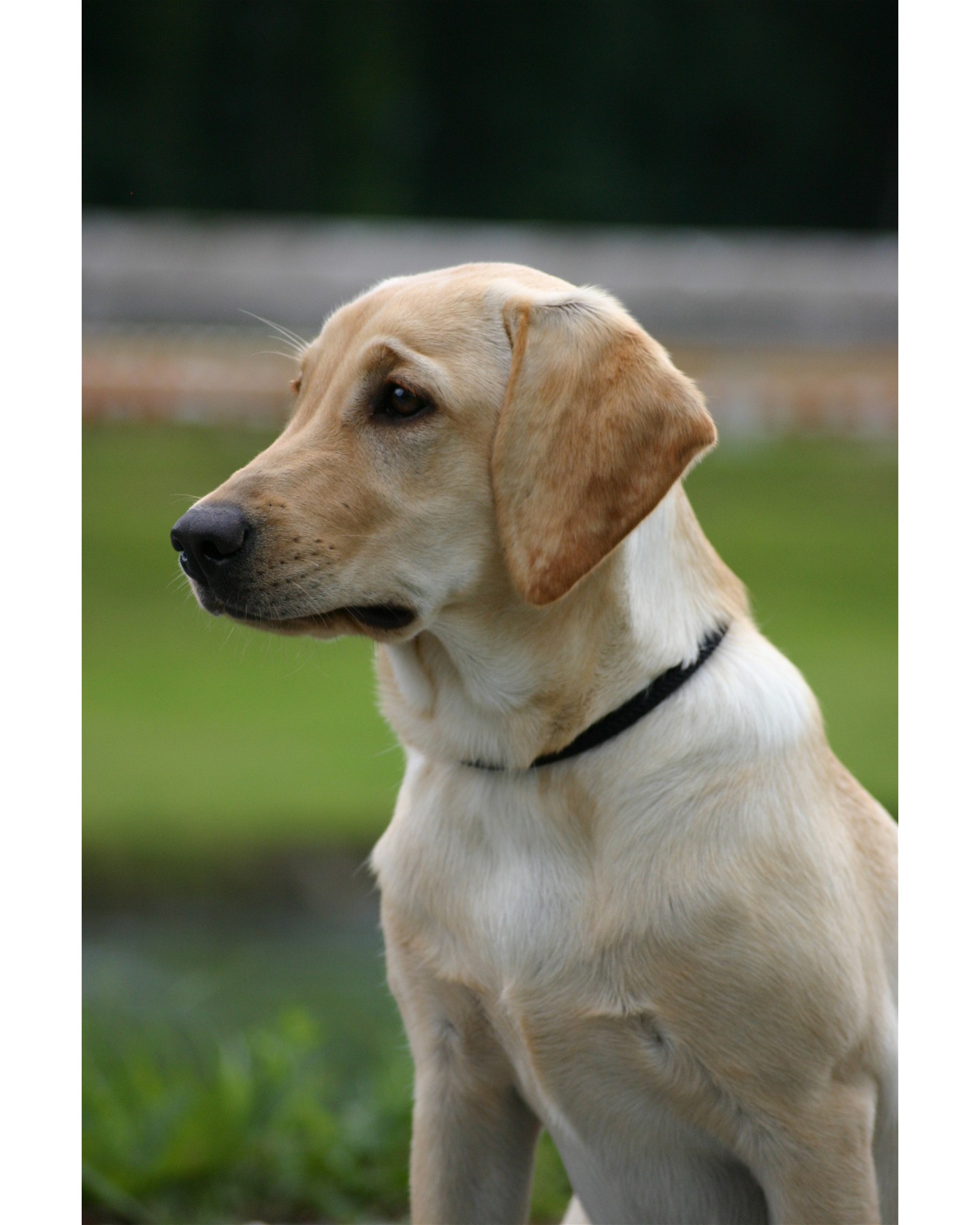 DashwoodDogs Fotogalerie Apachen