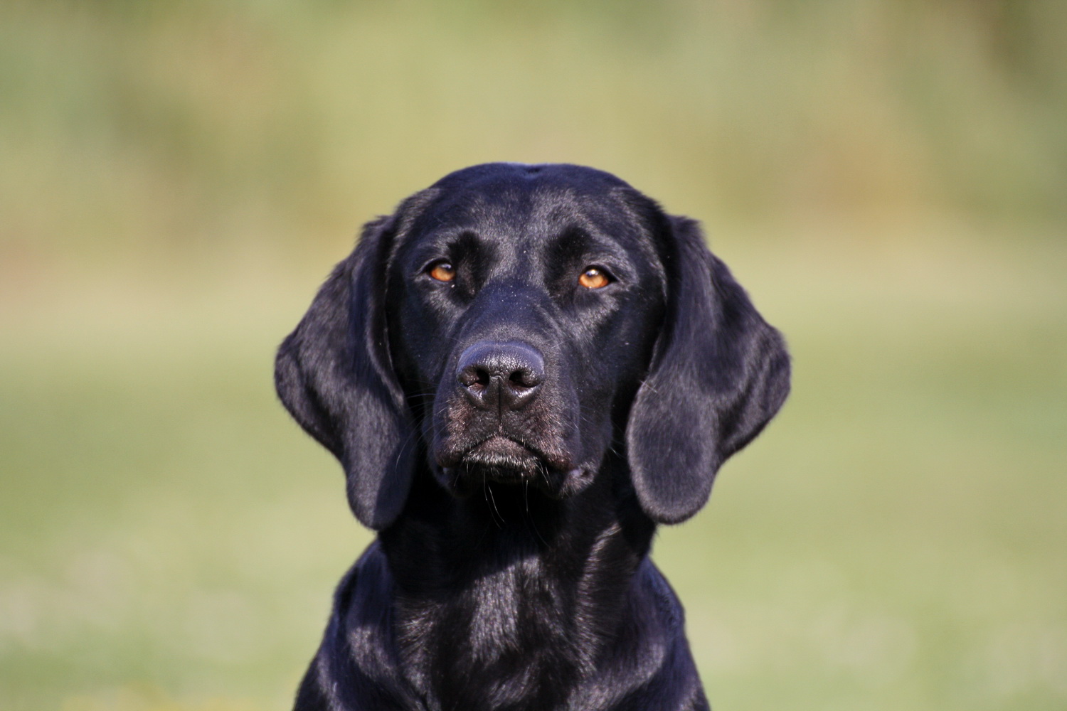 DashwoodDogs Fotogalerie Apachen