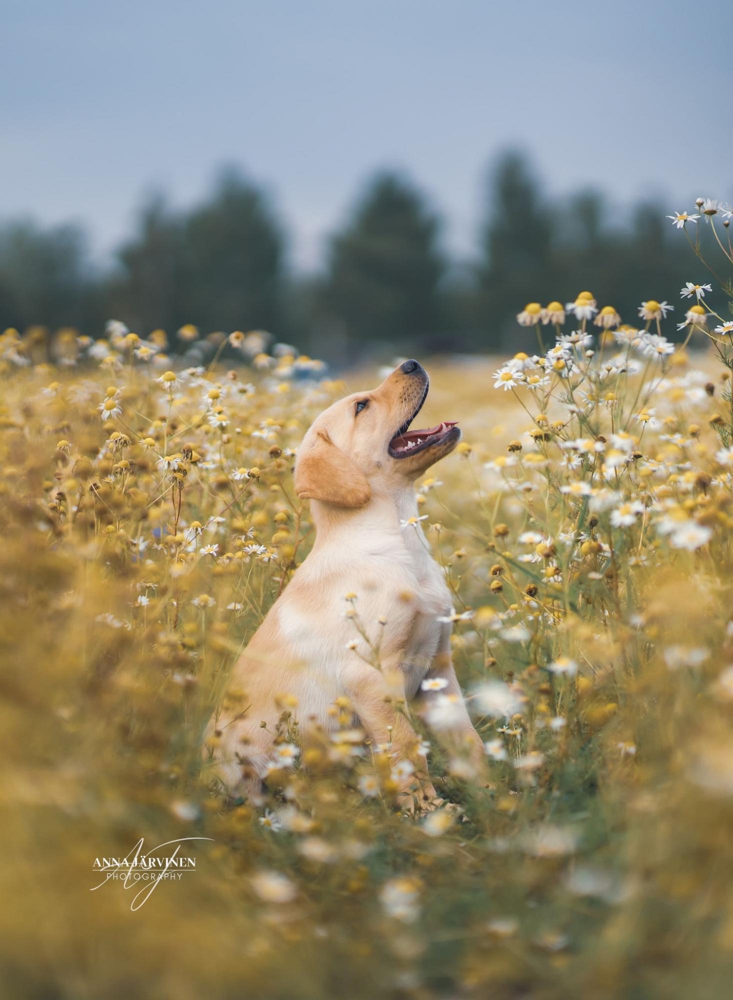 DashwoodDogs Fotogalerie Harehunter