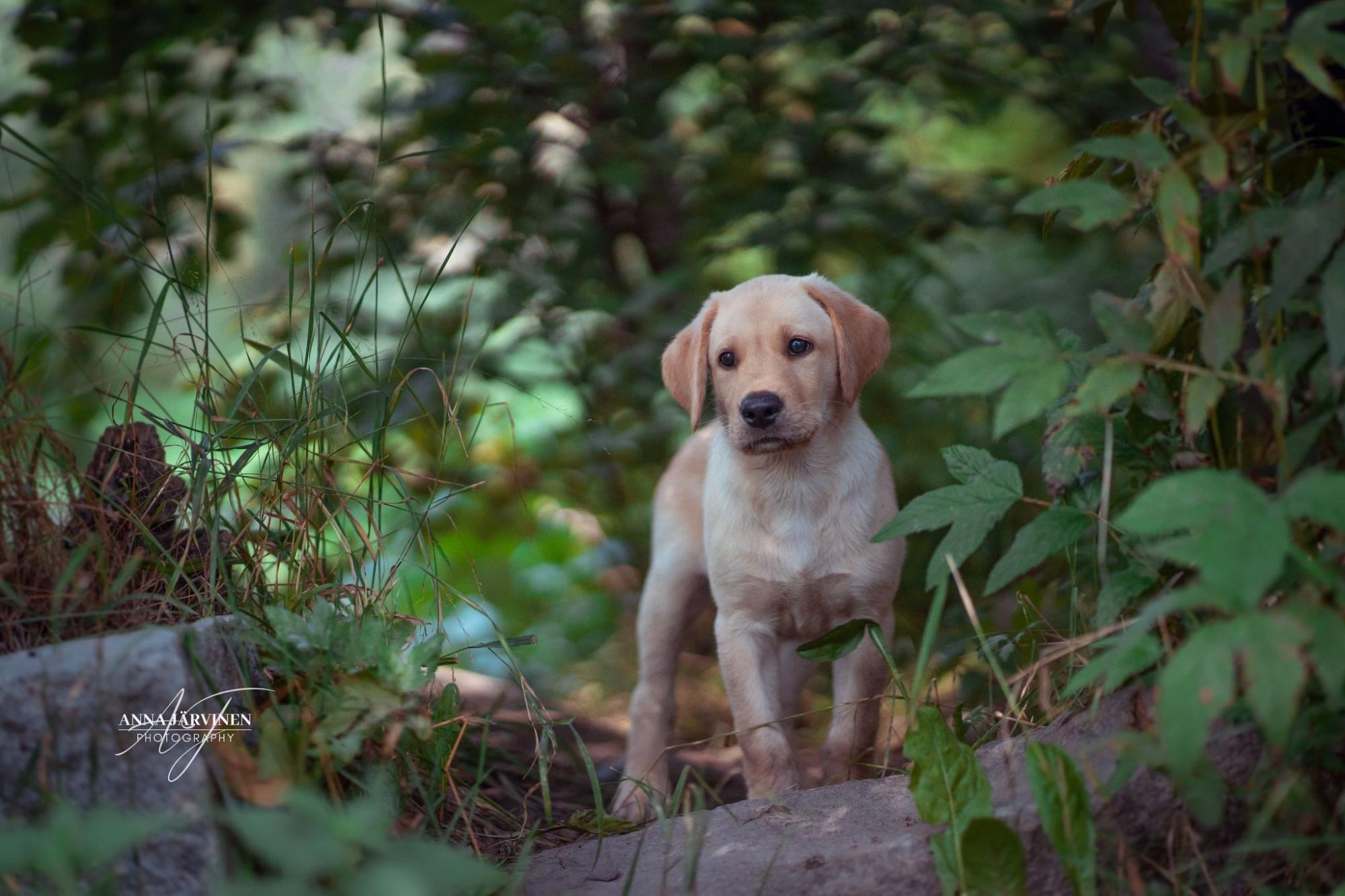 DashwoodDogs Fotogalerie Harehunter