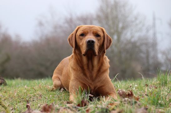 Bryn