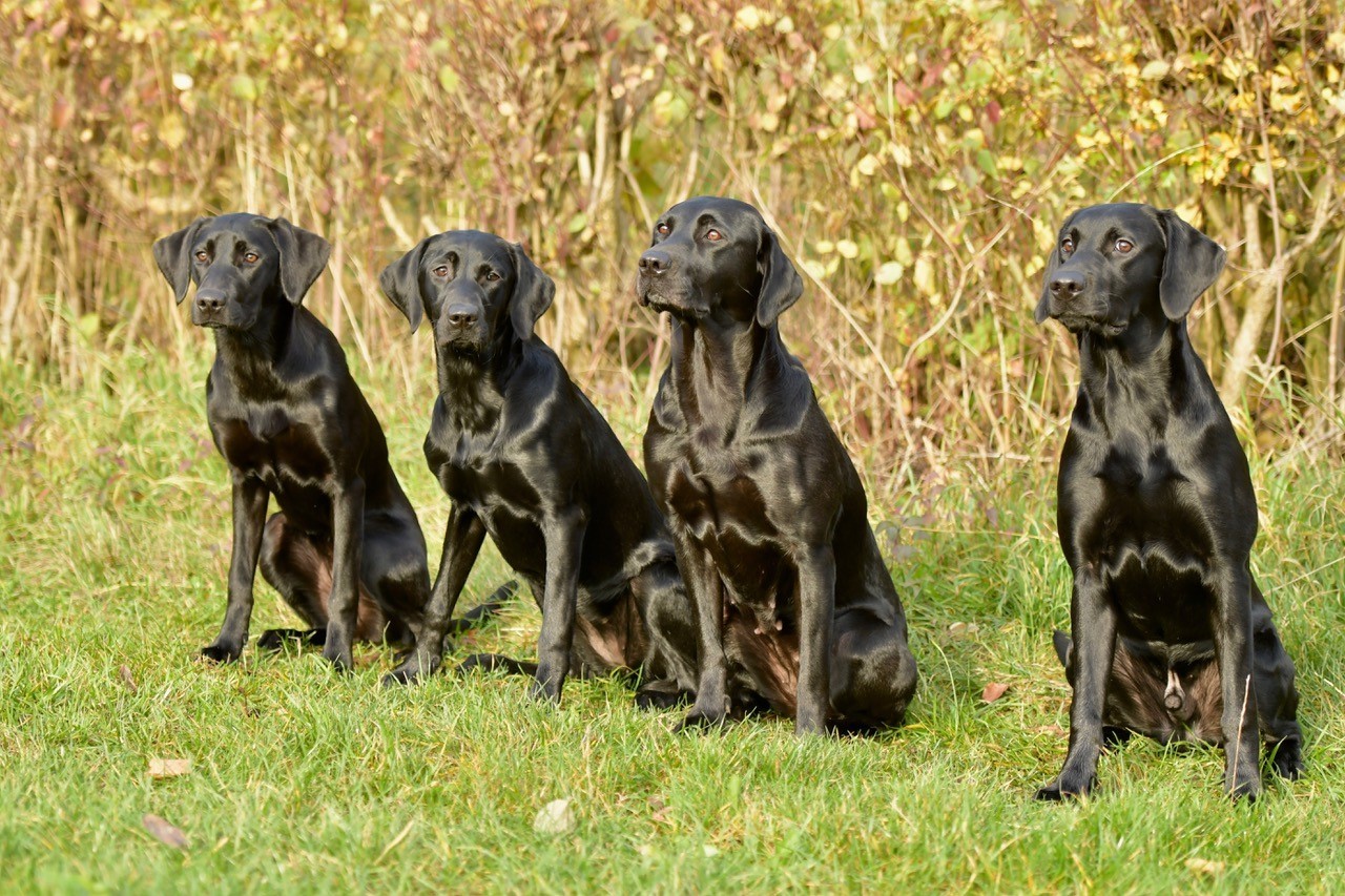 von links: Brilliant Bo, Sassy Suzi, Salsa, Jagged Jess
