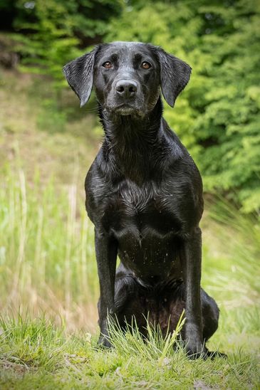 Dashwood Gunner Brilliant Bo