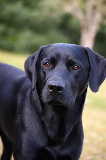 Joker Jasper Jenkins