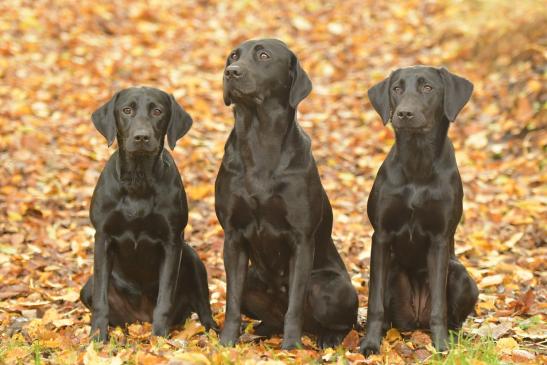 Suzi, Salsa und Bo