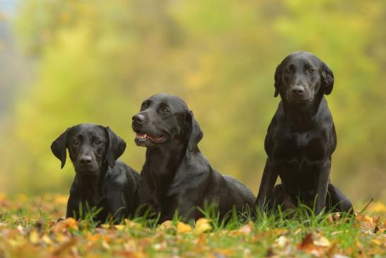 Suzi, Salsa und Bo