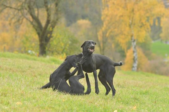 Suzi und Bo