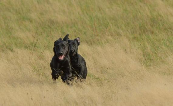 Suzi und Bo