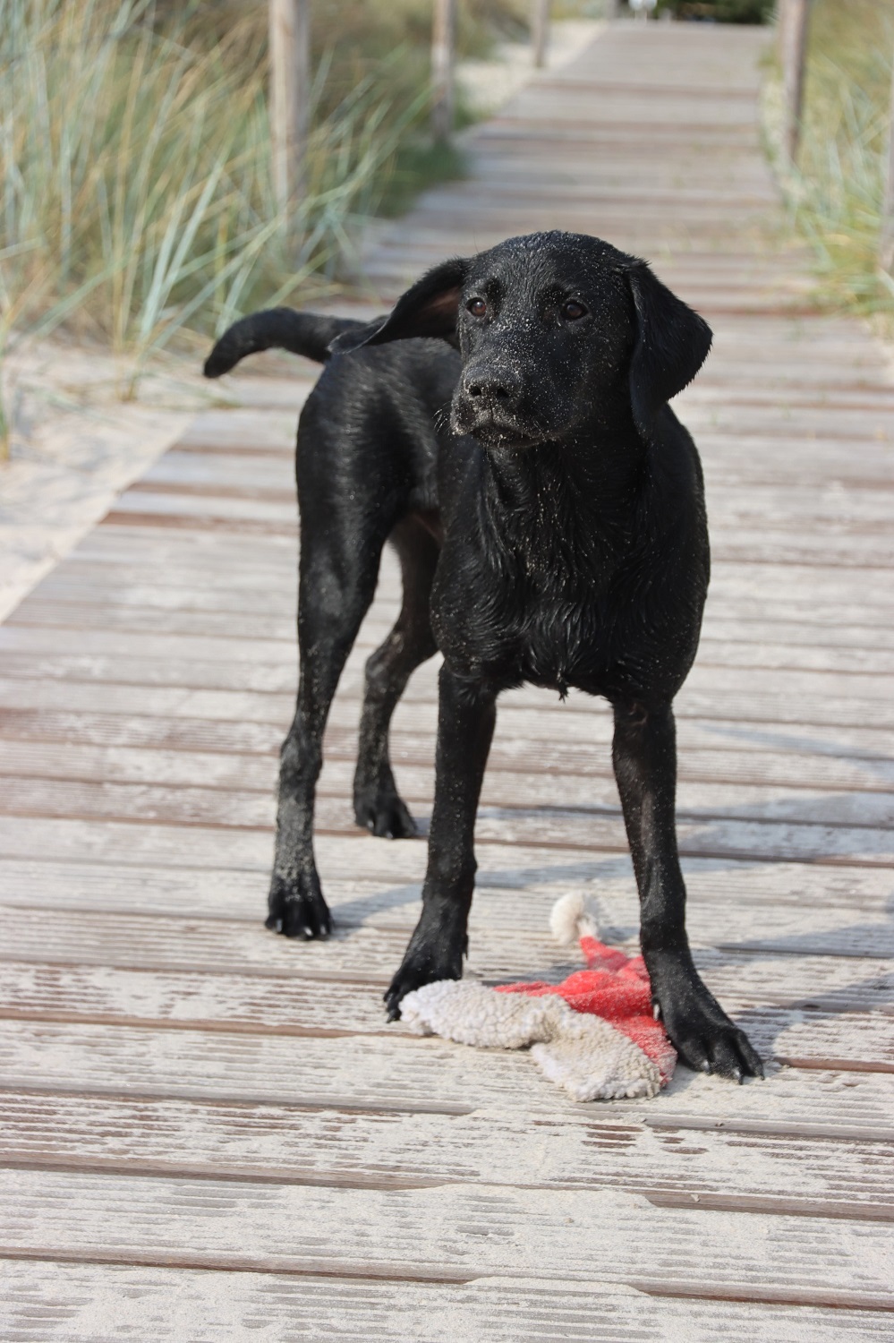 Joker Jasper Jenkins