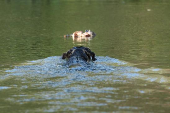 Wasserarbeit