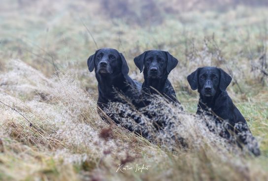 Flint ,Suzi und Page