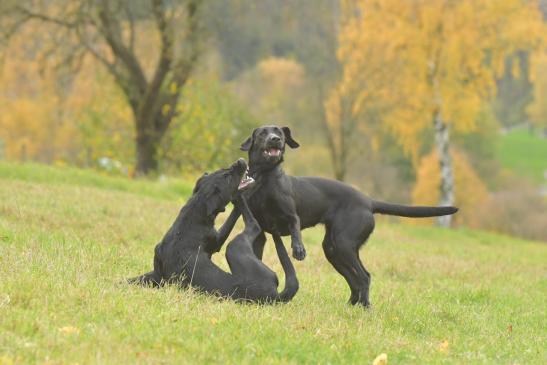 Suzi und Bo